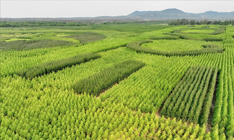 TreeCycle: Investitionen in Eukalyptus